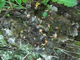 Peltigera rufescens image