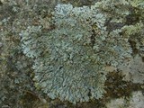 Physcia caesia image