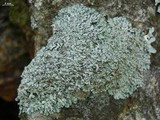 Physcia caesia image