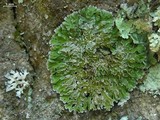 Physconia enteroxantha image