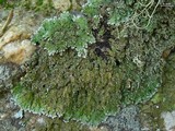 Physconia enteroxantha image