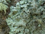Punctelia jeckeri image