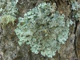 Punctelia jeckeri image