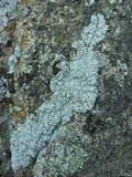 Physcia tribacia var. tribacia image