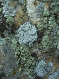 Physcia tribacia var. tribacia image