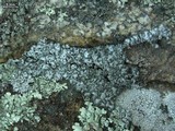 Physcia tribacia var. tribacia image