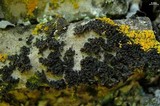 Collema polycarpon image