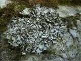 Dermatocarpon reticulatum image