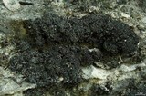 Thyrea confusa image