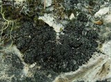 Thyrea confusa image