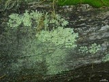 Parmeliopsis ambigua image