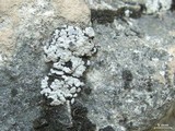 Image of Toninia alutacea
