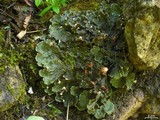 Peltigera praetextata image