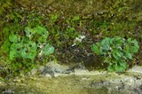Solorina saccata image
