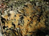 Peltigera cinnamomea image