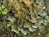 Peltigera cinnamomea image
