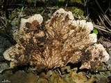Peltigera cinnamomea image