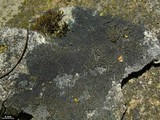 Placynthium nigrum image
