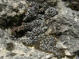 Toninia sedifolia image