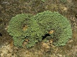 Phaeophyscia orbicularis image