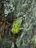 Image of Letharia lupina