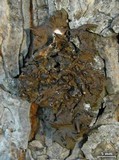 Melanelia subolivacea image