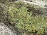 Lepraria vouauxii image