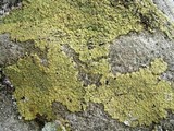 Lepraria vouauxii image