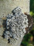 Physcia stellaris image