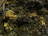 Fulgensia bracteata var. bracteata image