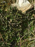 Peltigera chionophila image