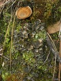 Peltigera lepidophora image