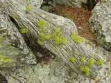 Letharia lupina image
