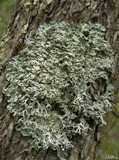 Hypogymnia physodes image