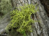 Letharia lupina image