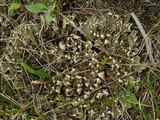 Peltigera malacea image