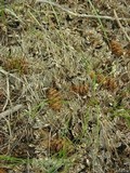 Peltigera malacea image
