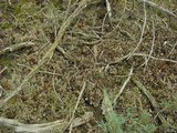 Peltigera malacea image