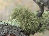 Usnea hirta image