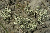 Xanthoparmelia chlorochroa image