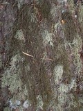 Bryoria fuscescens image
