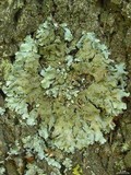 Parmelia hygrophila image