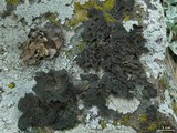 Umbilicaria hyperborea image
