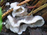 Bjerkandera adusta image