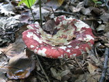 Russula vinacea image