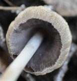 Coprinellus domesticus image