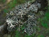 Hypogymnia imshaugii image