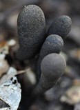 Xylaria longipes image