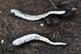 Xylaria longipes image