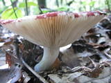 Russula vinacea image